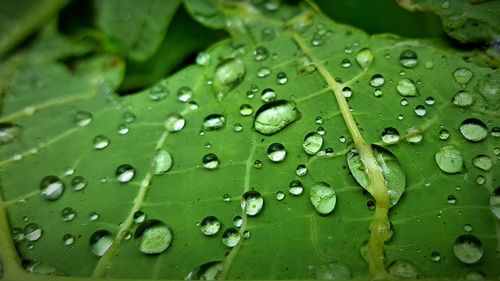 Macro shot of water drops on leaf