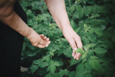 Close-up of hands holding plant
