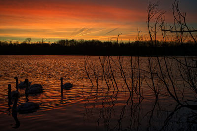 View of ducks swimming in lake during sunset