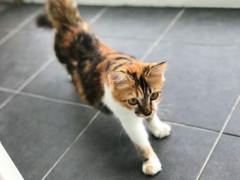 High angle view of a cat