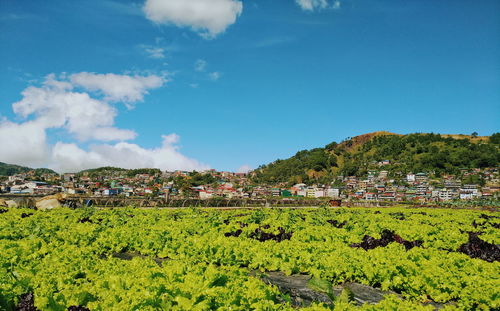 Plants growing by townscape against blue sky