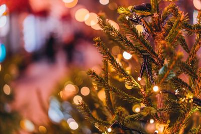 Close-up of christmas tree at night