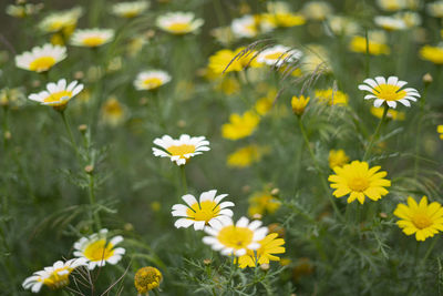 Close-up of yellow daisy flowers on field