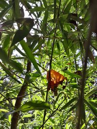 Close-up of butterfly on plant