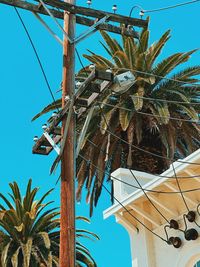 Low angle view of palm trees against clear sky