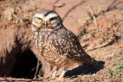 Close-up portrait of owl