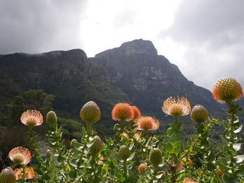 Close-up of flowers against mountain range