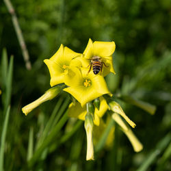 Close-up of insect on yellow flower