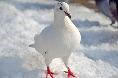 Close-up of seagull perching on snow