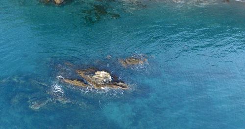 High angle view of turtle in sea