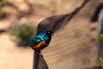 Close-up of bird perching on fence