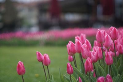 Pink tulips blooming at park