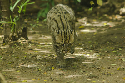 Cat walking in a field