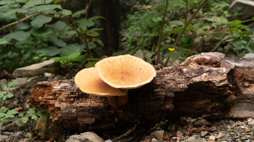 Close-up of mushroom growing on field