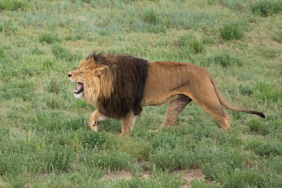 Side view of a cat on grass