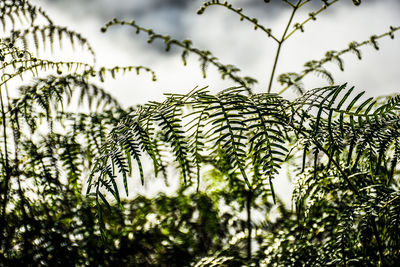 Low angle view of leaves on tree against sky
