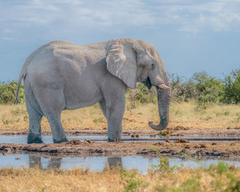 Side view of elephant in lake against sky