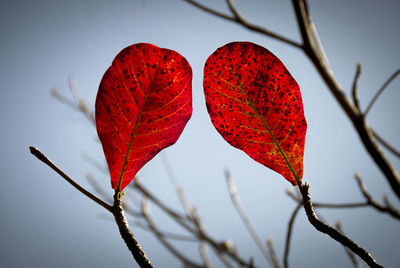 Close-up of maple leaf on branch