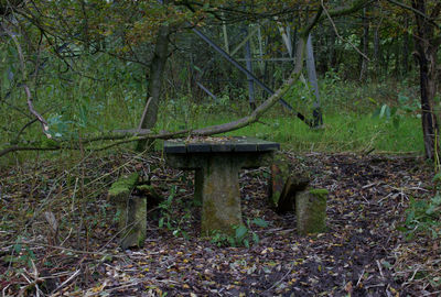View of trees in forest