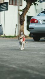 Horse cart on street