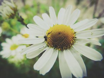 Close-up of white daisy blooming outdoors