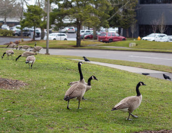 Groups of canadian geese walk across a green lawn in a beaverton park. beaverton, oregon, usa.