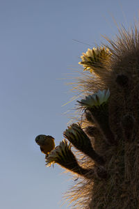 Low angle view of flowering plant against clear sky