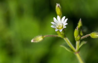 Close-up of flower against blurred background