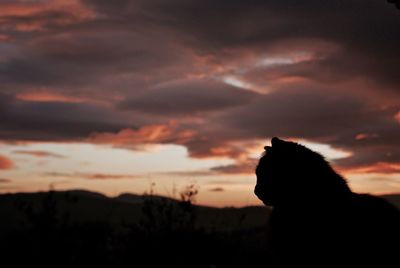 Silhouette dog sitting against sky during sunset