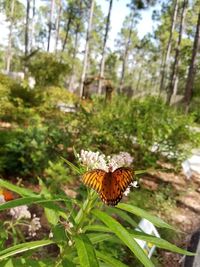 Close-up of butterfly pollinating on flower