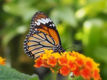 Close-up of butterfly pollinating flower