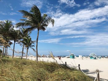 Palm trees on beach against sky