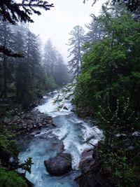 River flowing through forest