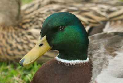 Close-up of two birds