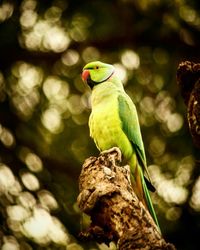 Close-up of parrot perching on tree