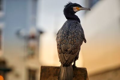 Close-up of bird perching on wooden post