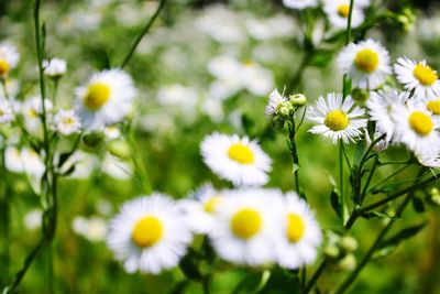 Close-up of white daisy flowers