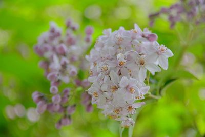 Close-up of pink cherry blossoms