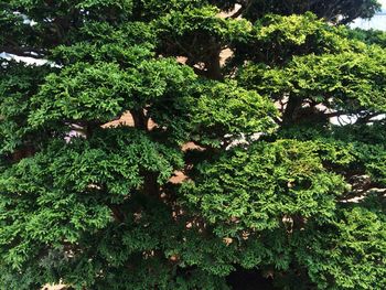 Trees in forest