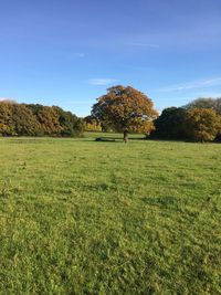 Single tree on field against sky