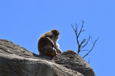Low angle view of an animal against clear blue sky