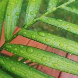 Close-up of wet green leaves during rainy season