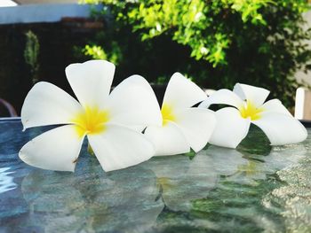 Close-up of white flowers