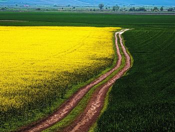 Scenic view of agricultural field