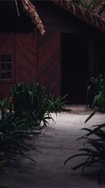 Plants growing outside house in yard