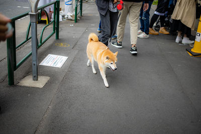 View of dog walking on road