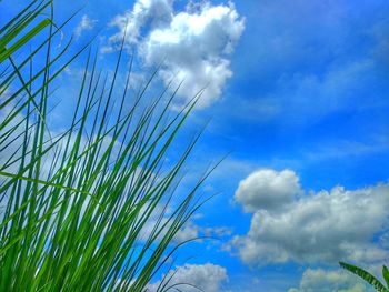 Low angle view of plant growing on field against sky