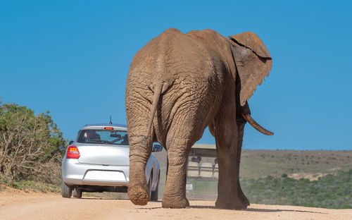 Elephant in the wild and savannah landscape of south africa