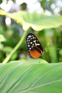 Close-up of butterfly on plant