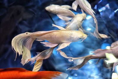 Fish swimming in sea